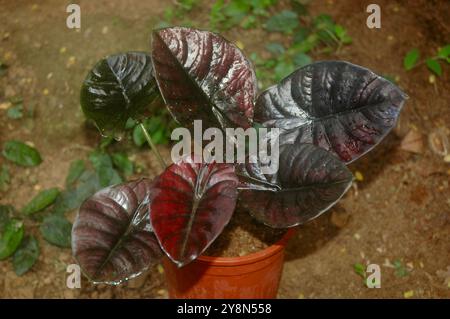 Caladium bicolore connu sous le nom de coeur de jésus, cultivé comme plante d'intérieur pour ses grandes feuilles en forme de coeur ou de lance Banque D'Images