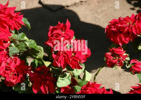 Fleur rouge poinsettia, elle est particulièrement connue pour son feuillage rouge et vert et est largement utilisée dans l'affichage floral de Noël. Banque D'Images