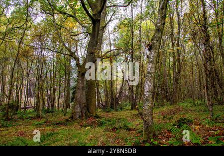 Dundee, Tayside, Écosse, Royaume-Uni. 6 octobre 2024. Météo Royaume-Uni : Templeton Woods à Dundee, en Écosse, a une atmosphère automnale humide et brumeuse. Le bois, avec ses couleurs d'octobre, ses promenades dans la nature sinueuses et ses arbres aux formes étranges, est idéal pour les scènes de films d'horreur. Crédit : Dundee Photographics/Alamy Live News Banque D'Images