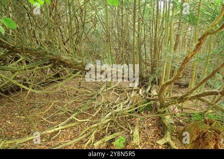 Un désordre emmêlé de branches sur un arbre tombé dans les bois de Trosley Banque D'Images