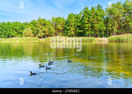 Scène de lac sereine avec un groupe de canards glissant sur l'eau avec une végétation luxuriante en arrière-plan. Idéal pour la nature, la faune et la tranquillité Banque D'Images