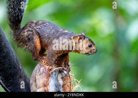 Écureuil panaché (Sciurus variegatoides) du Costa Rica Banque D'Images