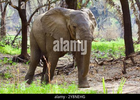 Éléphant à la réserve de gibier Selous. Éléphant mâle paissant dans la brousse, à Selous Game Reserve en Tanzanie Banque D'Images