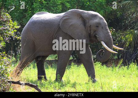 Éléphant à la réserve de gibier Selous. Éléphant mâle paissant dans la brousse, à Selous Game Reserve en Tanzanie Banque D'Images