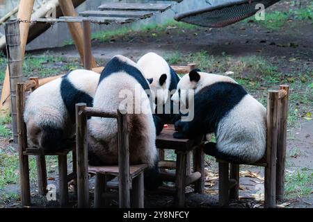 Chongqing, Chine. 06 octobre 2024. Les pandas géants mangent à une table au zoo de Chongqing à Chongqing, en Chine, le 6 octobre 2024. (Photo de Costfoto/NurPhoto) crédit : NurPhoto SRL/Alamy Live News Banque D'Images