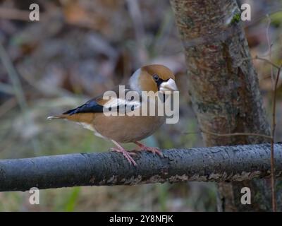 Mâle Hawfinch (Coccothraustes coccothraustes) perché par une piscine dans la forêt de Dean. Banque D'Images