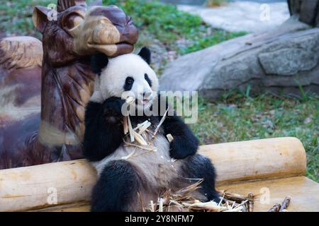 Chongqing, Chine. 06 octobre 2024. Le panda géant Yu Ke mange des pousses de bambou au zoo de Chongqing, en Chine, le 6 octobre 2024. (Photo de Costfoto/NurPhoto) crédit : NurPhoto SRL/Alamy Live News Banque D'Images