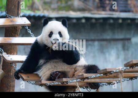 Chongqing, Chine. 06 octobre 2024. Le panda géant Yu ai joue au zoo de Chongqing à Chongqing, en Chine, le 6 octobre 2024. (Photo de Costfoto/NurPhoto) crédit : NurPhoto SRL/Alamy Live News Banque D'Images