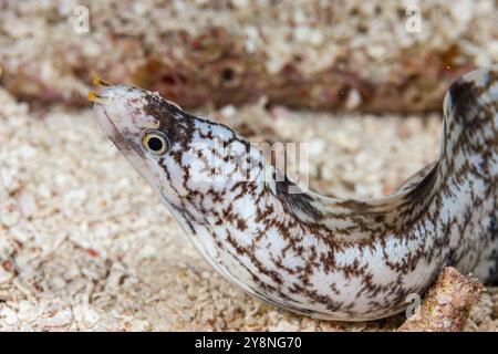 Maldives, flocon de neige Moray (Echidna nebulosa) Banque D'Images