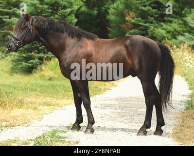 Plan de conformation de l'étalon de cheval bouclé debout vue latérale du corps entier du cheval bouclé Bashkir crinière bouclée musclée et majestueuse et queue sur la route gre Banque D'Images