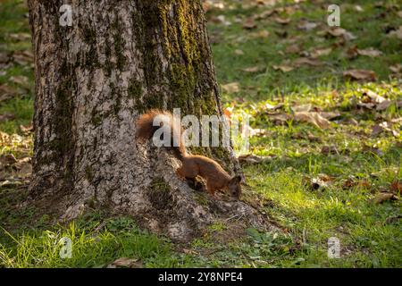 Écureuil renard de l'est (Sciurus Niger). Young Eastern Fox Squirrel explore le parc à la recherche de noix et de graines. Banque D'Images