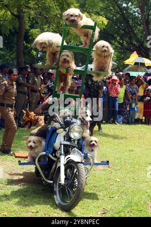 Colombo, Sri Lanka. 6 octobre 2024. Des chiens de la force canine du département de police sri-lankais se produisent dans un parc à Colombo, Sri Lanka, le 6 octobre 2024. Crédit : Ajith Perera/Xinhua/Alamy Live News Banque D'Images