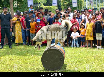 Colombo, Sri Lanka. 6 octobre 2024. Un chien de la force canine du département de police sri-lankais se produit dans un parc à Colombo, Sri Lanka, le 6 octobre 2024. Crédit : Ajith Perera/Xinhua/Alamy Live News Banque D'Images