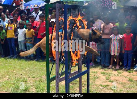 Colombo, Sri Lanka. 6 octobre 2024. Un chien de la force canine du département de police sri-lankais se produit dans un parc à Colombo, Sri Lanka, le 6 octobre 2024. Crédit : Ajith Perera/Xinhua/Alamy Live News Banque D'Images