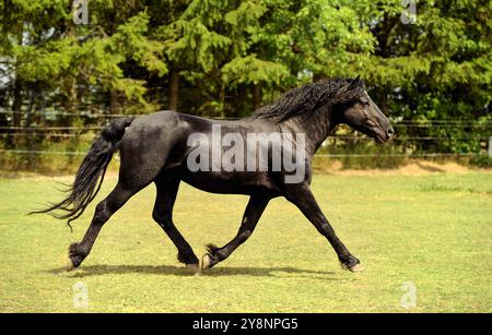 Black Bashkir Curly Horse avec crinière noire et queue Blaze sur le visage trotting dans le champ de paddock de l'herbe verte avec des arbres en arrière-plan action cheval Banque D'Images