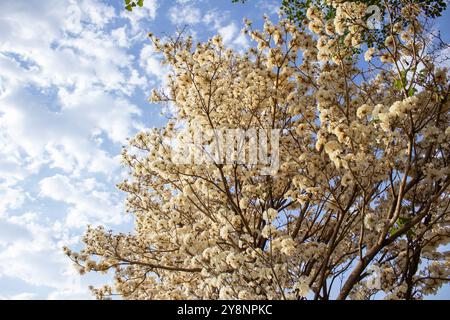 Goiania, Goias, Brésil – Outubro 04, 2024 : détail de l'arbre à fleurs. Blanc ipê en fleur avec le ciel en arrière-plan. Banque D'Images