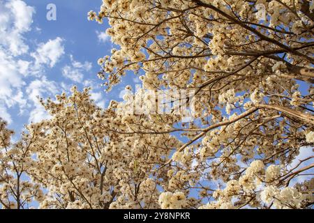 Goiania, Goias, Brésil – Outubro 04, 2024 : détail de l'arbre à fleurs. Blanc ipê en fleur avec le ciel en arrière-plan. Banque D'Images