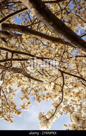 Goiania, Goias, Brésil – Outubro 04, 2024 : détail de l'arbre à fleurs. Blanc ipê en fleur avec le ciel en arrière-plan. Banque D'Images