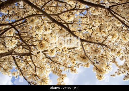 Goiania, Goias, Brésil – Outubro 04, 2024 : détail de l'arbre à fleurs. Blanc ipê en fleur avec le ciel en arrière-plan. Banque D'Images