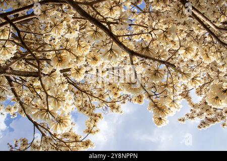 Goiania, Goias, Brésil – Outubro 04, 2024 : détail de l'arbre à fleurs. Blanc ipê en fleur avec le ciel en arrière-plan. Banque D'Images