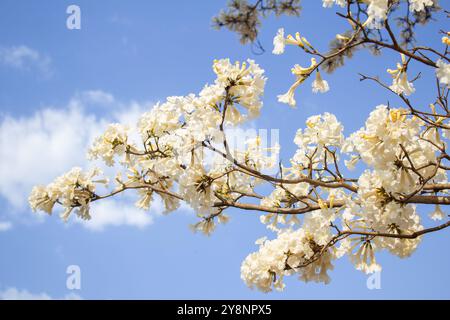 Goiania, Goias, Brésil – Outubro 04, 2024 : détail de quelques branches d'un arbre blanc ipê fleuri avec le ciel en arrière-plan. Banque D'Images