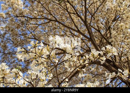 Goiania, Goias, Brésil – Outubro 04, 2024 : détail de l'arbre à fleurs. Blanc ipê en fleur avec le ciel en arrière-plan. Banque D'Images