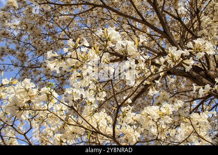 Goiania, Goias, Brésil – Outubro 04, 2024 : détail de l'arbre à fleurs. Blanc ipê en fleur avec le ciel en arrière-plan. Banque D'Images