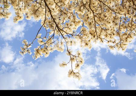 Goiania, Goias, Brésil – Outubro 04, 2024 : détail de quelques branches d'un arbre blanc ipê fleuri avec le ciel en arrière-plan. Banque D'Images