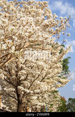 Goiania, Goias, Brésil – Outubro 04, 2024 : détail de l'arbre à fleurs. Blanc ipê en fleur avec le ciel en arrière-plan. Banque D'Images