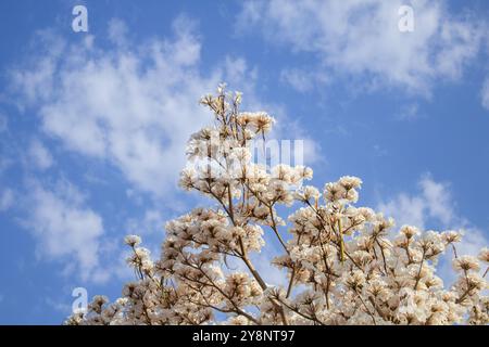 Goiania, Goias, Brésil – Outubro 04, 2024 : détail de quelques branches d'un arbre blanc ipê fleuri avec le ciel en arrière-plan. Banque D'Images