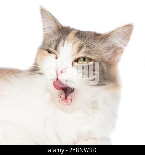Portrait de chat multicolore à poils longs lumineux isolé sur fond blanc Banque D'Images