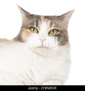 Portrait de chat multicolore à poils longs lumineux isolé sur fond blanc Banque D'Images