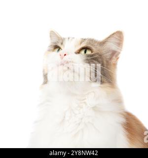 Portrait de chat multicolore à poils longs lumineux isolé sur fond blanc Banque D'Images