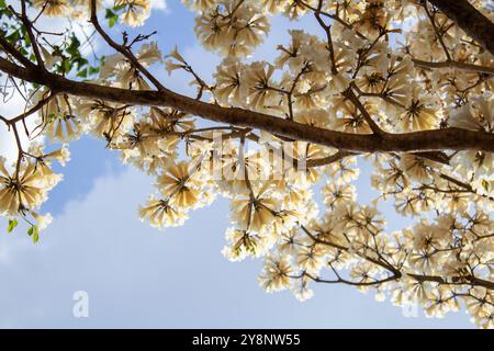 Goiania, Goias, Brésil – Outubro 04, 2024 : détail de quelques branches d'un arbre blanc ipê fleuri avec le ciel en arrière-plan. Banque D'Images