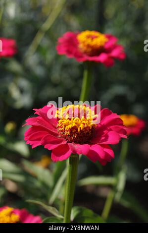 Fleur violette de Zinnia elegans, ou Zinnia commune, avec centre jaune dans un jardin botanique Banque D'Images