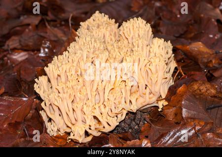 Champignon de corail rose, Ramaria formosa, sur le sol Banque D'Images