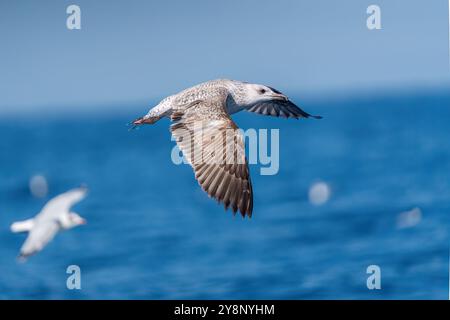 Une mouette battant ses ailes sur une mer bleue Banque D'Images