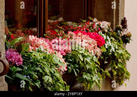 Prague. 05.10.2019 : boîte à fleurs magnifiquement agencée débordant de fleurs roses, rouges et blanches, ornée d'un feuillage vert luxuriant. Fleurs contre Banque D'Images