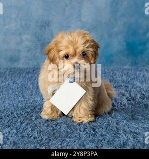 Adorable petit chien maltipoo de 10 semaines qui est une race mixte de maltais et caniche jouet Banque D'Images