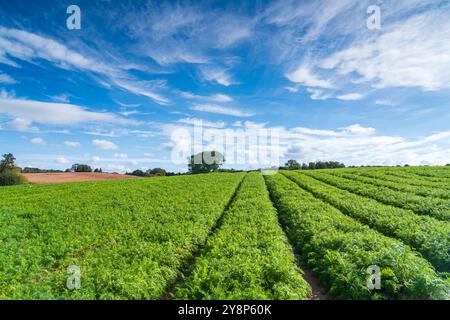 Carottes poussant dans un champ dans le Staffordshire au Royaume-Uni, paysage rural en orientation paysage Banque D'Images