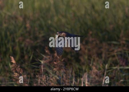 Un sparrowhawk (Accipiter nisus) volant Banque D'Images