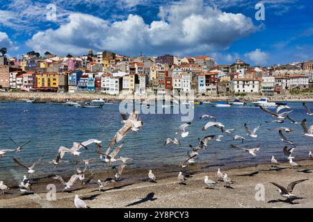 Mouettes battant, A Guarda, Pontevedra, Galice, Espagne. Banque D'Images