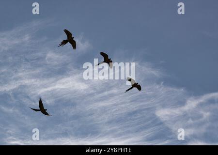 Quatre oiseaux volant dans le ciel. Le ciel est bleu avec quelques nuages. Les oiseaux sont noirs et blancs Banque D'Images