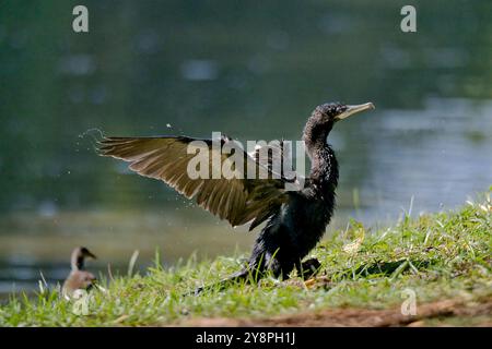 Un comorien avec une aile déployée se tient sur l'herbe près d'un plan d'eau. L'oiseau semble sécher ses ailes Banque D'Images