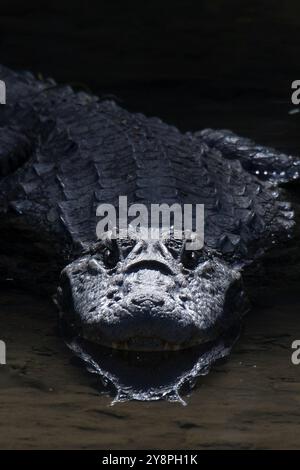 Un crocodile nage dans l'eau la bouche ouverte. L'image a une atmosphère sombre et de mauvaise humeur Banque D'Images