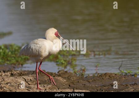 Spoonbill africaine (Platalea alba) se nourrissant dans un lagon peu profond au début de la saison des pluies dans le parc national de South Luangwa, Zambie Banque D'Images