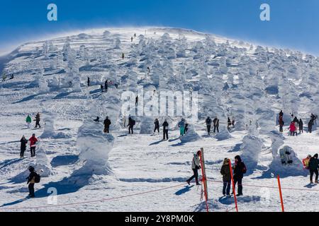 Randonneurs et skieurs parmi les arbres gelés et les monstres des neiges à Zao, préfecture de Yamagata, Japon Banque D'Images