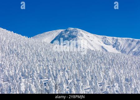 Arbres gelés et enneigés et montagnes enneigées par un après-midi d'hiver frais et frais Banque D'Images