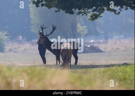 Les gens se rapprochent dangereusement du cerf rouge pendant la saison des ornières dans le parc Richmond. Royal Parks conseille de rester à 50 mètres comme pendant cette période Banque D'Images