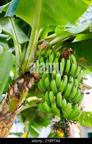 Banane, Pueblito Paisa, Cerro Nutibara, Medellin, Antioquia, Colombie, Amérique du Sud. Banque D'Images